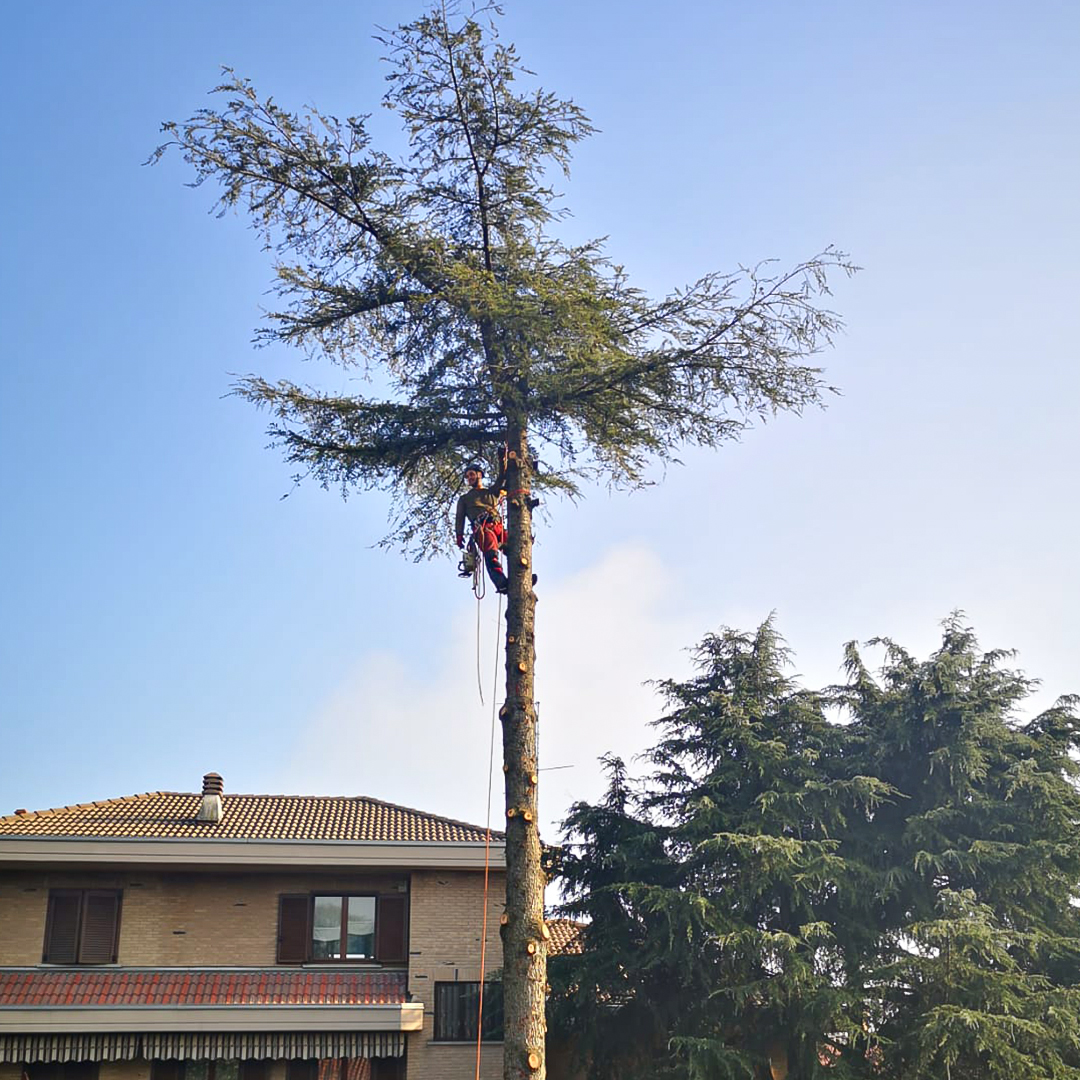 Barbieri Giardini di Barbieri Andrea a Senago (MI), offre servizio professionale di potatura tree climbing per la vostra area verde.